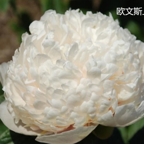 Peony Colonel Owen Cousins best