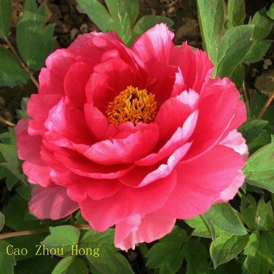 Sazenice červené pivoňky